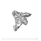 SK 1590e Paranthropus robustus bone fragment 5 3