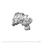 SK 1590e Paranthropus robustus bone fragment 5 4