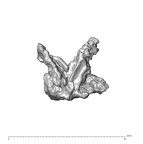 SK 1590e Paranthropus robustus bone fragment 5 5