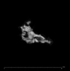 SK 1590e Paranthropus robustus bone fragment 5 internal