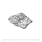 SK 1590e Paranthropus robustus bone fragment 6 1