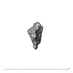 SK 1590e Paranthropus robustus bone fragment 6 4