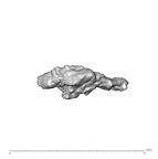 SK 1590e Paranthropus robustus bone fragment 6 5