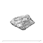 SK 1590e Paranthropus robustus bone fragment 6 6