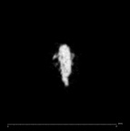 SK 1590e Paranthropus robustus bone fragment 6 internal