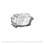 SK 1590e Paranthropus robustus bone fragment 7 1