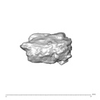 SK 1590e Paranthropus robustus bone fragment 7 3