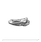 SK 1590e Paranthropus robustus bone fragment 7 4