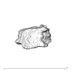 SK 1590e Paranthropus robustus bone fragment 7 5