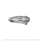 SK 1590e Paranthropus robustus bone fragment 7 6