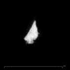 SK 1590e Paranthropus robustus bone fragment 7 internal