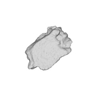 SK 1590e Paranthropus robustus bone fragment 7 ply