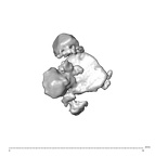 SK 1590e Paranthropus robustus bone fragment 8 1