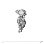 SK 1590e Paranthropus robustus bone fragment 8 2