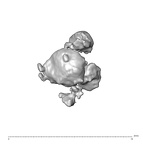 SK 1590e Paranthropus robustus bone fragment 8 3