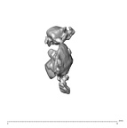SK 1590e Paranthropus robustus bone fragment 8 4