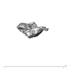 SK 1590e Paranthropus robustus bone fragment 8 6