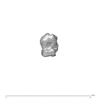 SK 1590e Paranthropus robustus bone fragment 9 1