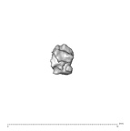 SK 1590e Paranthropus robustus bone fragment 9 3