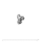 SK 1590e Paranthropus robustus bone fragment 9 4