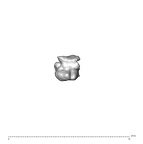 SK 1590e Paranthropus robustus bone fragment 9 5