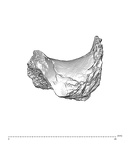 SK 1590e Paranthropus robustus os coxae fragment 1