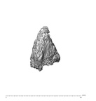 SK 1590e Paranthropus robustus os coxae fragment 2