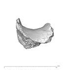 SK 1590e Paranthropus robustus os coxae fragment 3