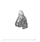 SK 1590e Paranthropus robustus os coxae fragment 4