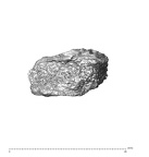 SK 1590e Paranthropus robustus os coxae fragment 5