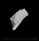 SK 1590e Paranthropus robustus os coxae fragment internal