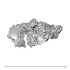 SK 1590f Paranthropus robustus os coxae fragment 1