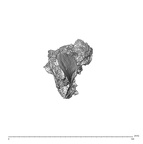 SK 1590f Paranthropus robustus os coxae fragment 2