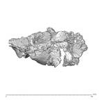 SK 1590f Paranthropus robustus os coxae fragment 3