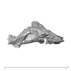 SK 1590f Paranthropus robustus os coxae fragment 4