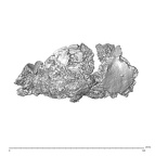 SK 1590f Paranthropus robustus os coxae fragment 5