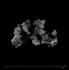 SK 1590f Paranthropus robustus os coxae fragment internal