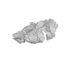 SK 1590f Paranthropus robustus os coxae fragment ply