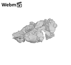 SK 1590f Paranthropus robustus os coxae fragment ply movie