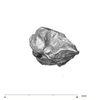 SK 1593 Paranthropus robustus LRP3 apical