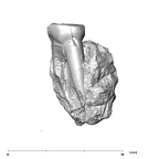 SK 1593 Paranthropus robustus LRP3 buccal