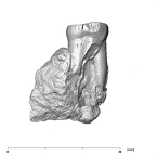 SK 1593 Paranthropus robustus LRP3 distal