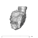 SK 1593 Paranthropus robustus LRP3 lingual