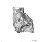 SK 1593 Paranthropus robustus LRP3 mesial