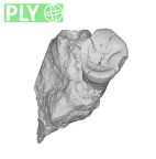 SK 1593 Paranthropus robustus LRP3 ply