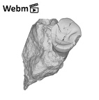 SK 1593 Paranthropus robustus LRP3 ply movie