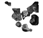 SK 1595 Paranthropus robustus partial maxilla