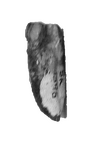 SK 1596 Paranthropus robustus UC