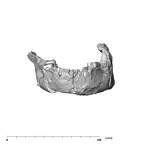 SK 15 Hominin mandible anterior