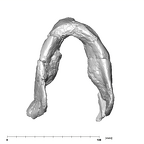 SK 15 Hominin mandible inferior
